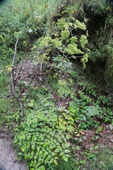 Peucedanum verticillare