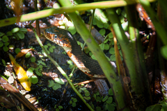Nerodia fasciata