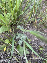 Lomatium