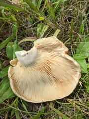 Lactarius psammicola