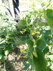 Aristolochia clematitis
