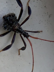 Acanthocephala terminalis