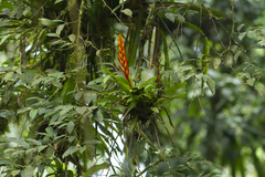 Vriesea taritubensis