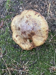 Suillus americanus