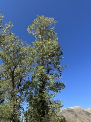 Populus angustifolia