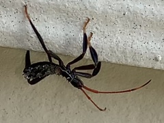 Acanthocephala terminalis