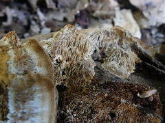 Trametes trogii