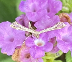 Lantanophaga pusillidactylus