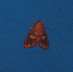 Matsumursine horishanella