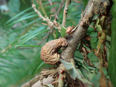 Heteroecus pacificus