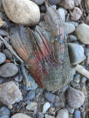 Actinopterygii