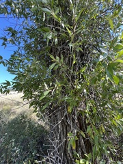 Populus angustifolia