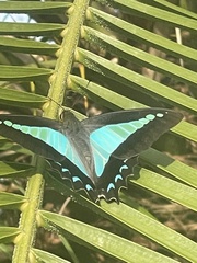 Graphium choredon