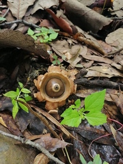 Geastrum triplex