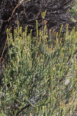 Epacris pauciflora