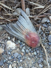 Actinopterygii
