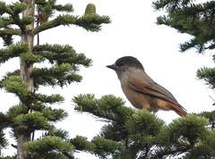 Perisoreus infaustus