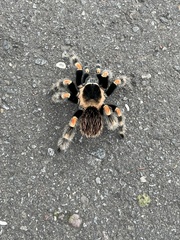 Brachypelma hamorii