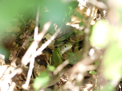 Lacerta bilineata