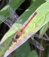 Sympetrum vicinum
