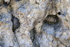 Acanthopleura gemmata