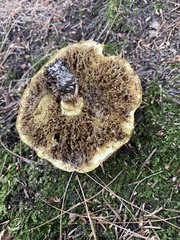 Suillus americanus