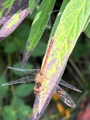 Sympetrum vicinum