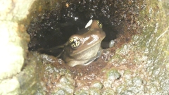 Trachycephalus mesophaeus