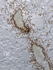 Tapinoma melanocephalum