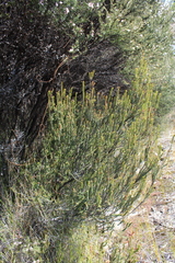 Epacris pauciflora