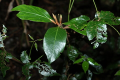 Neolitsea dealbata