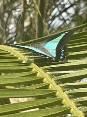 Graphium choredon