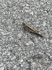 Schistocerca americana