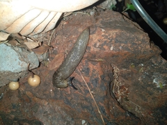 Limacus