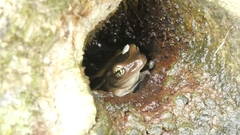 Trachycephalus mesophaeus