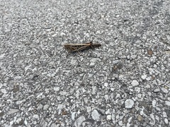 Schistocerca americana