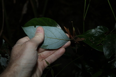 Neolitsea dealbata