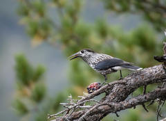 Nucifraga caryocatactes