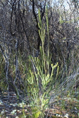 Epacris pauciflora