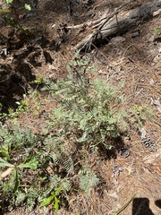 Tephrosia virginiana