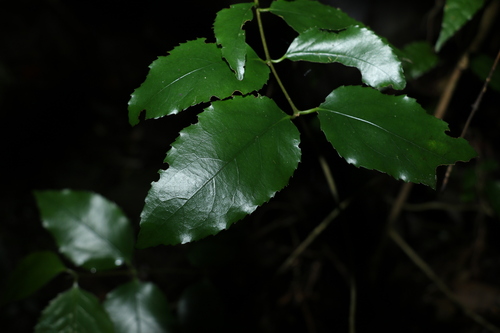 Image of Daphnandra apatela by (c) Greg Tasney, some rights reserved (CC BY-SA)