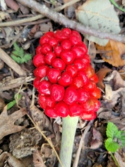 Arisaema triphyllum