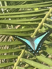 Graphium choredon