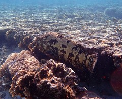 Epinephelus fuscoguttatus