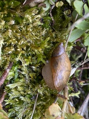 Succineidae