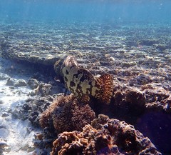 Epinephelus fuscoguttatus