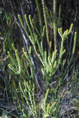 Epacris pauciflora