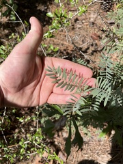 Tephrosia virginiana