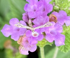 Lantanophaga pusillidactylus