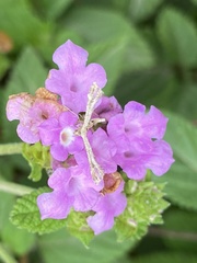 Lantanophaga pusillidactylus